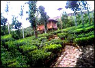 Jungle Village Resort